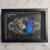 Steampunk Butterfly Specimen | Real Butterfly with Mechanical Gears